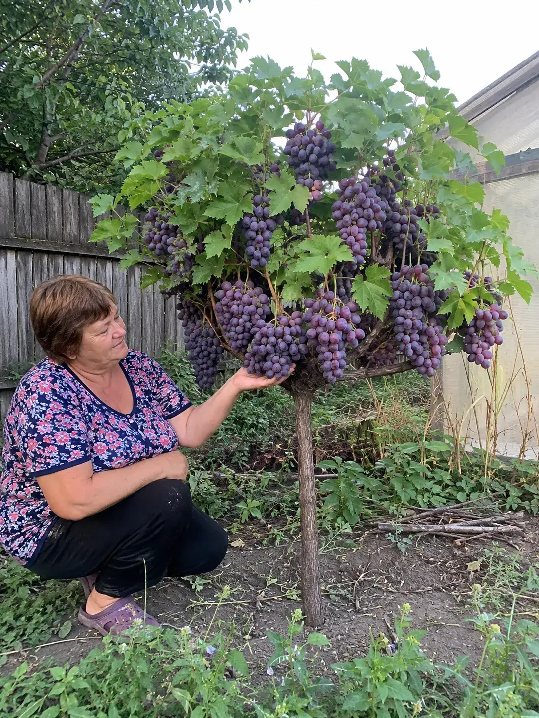 Деревце клієнта Дніпро