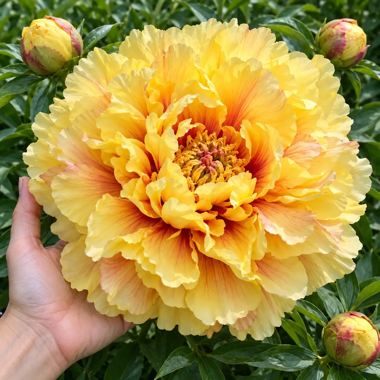 Півонія «Сонечко» (Golden Crown)