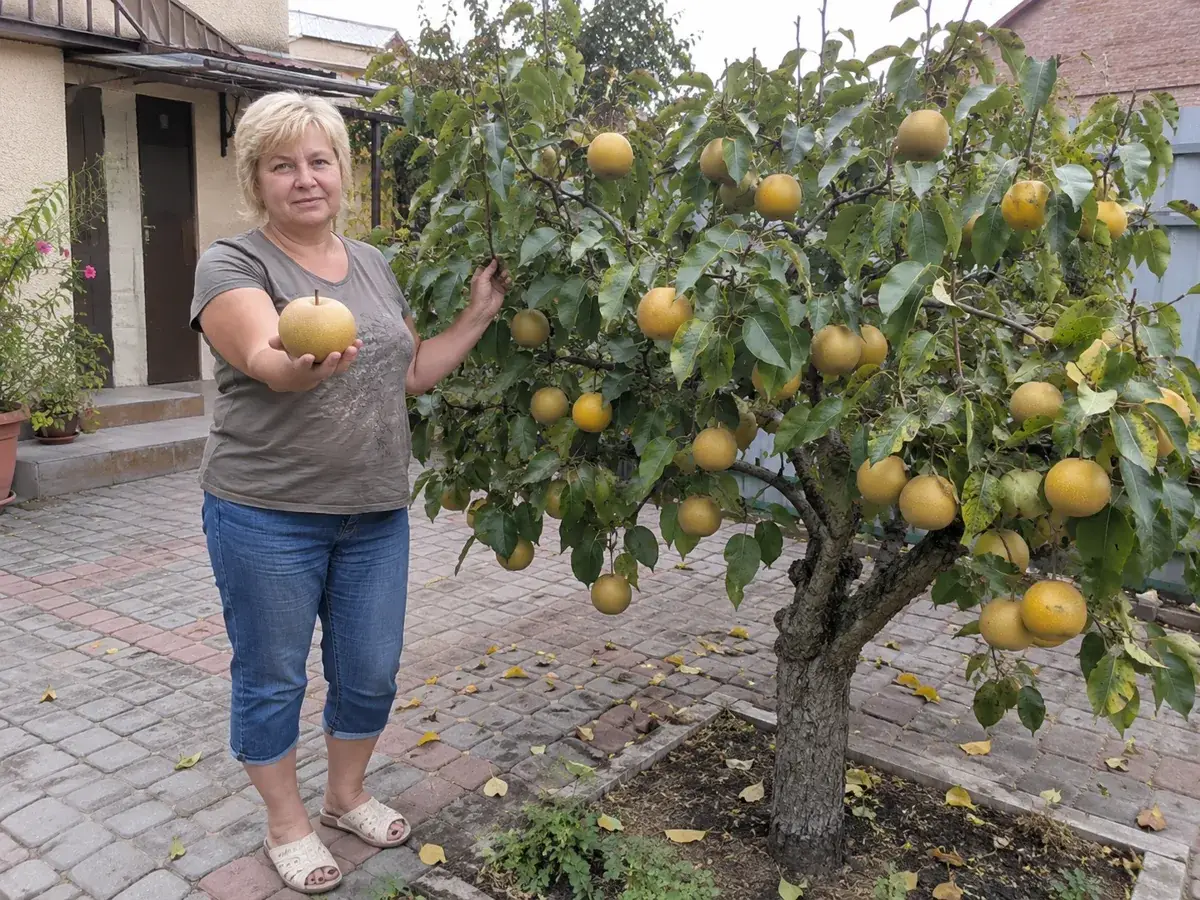 Груші «Наші»: плоди та сад